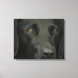 Black Labrador Dog Canvas Print
