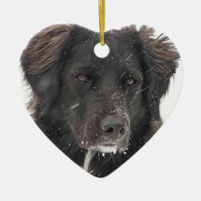 Black Labrador Dog Pet Photo Ceramic Ornament (Front)
