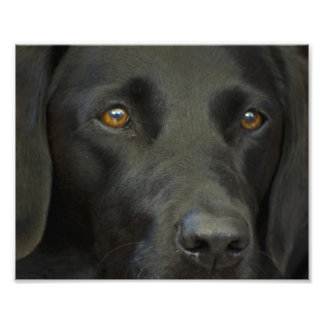 Black Labrador Dog Photo Print