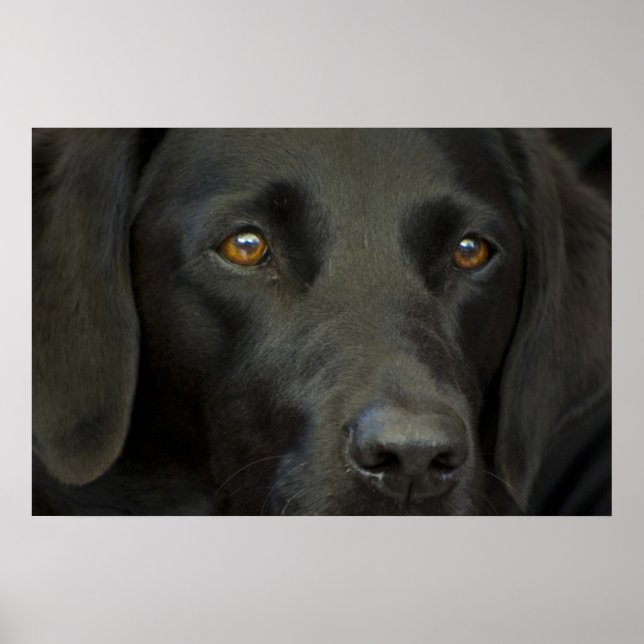 Black Labrador Dog Poster (Front)