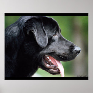 Black Labrador Dog Poster
