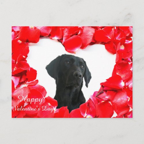 Black Labrador Dog Roses Heart Photo postcard