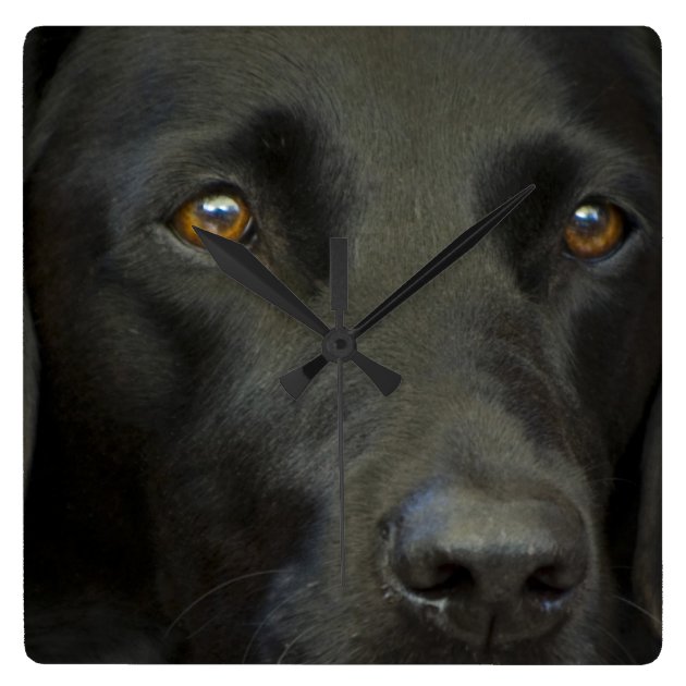 Black Labrador Dog on White Dial Wall Clock