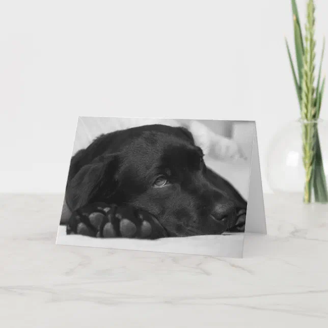 Get Well Soon Greeting Card - Black Labrador Design, Blank Inside (5" X 7")