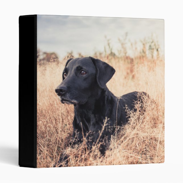 Black Labrador In Dry Grass 3 Ring Binder (Front/Spine)
