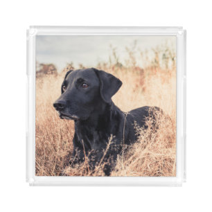 Black Labrador In Dry Grass Acrylic Tray