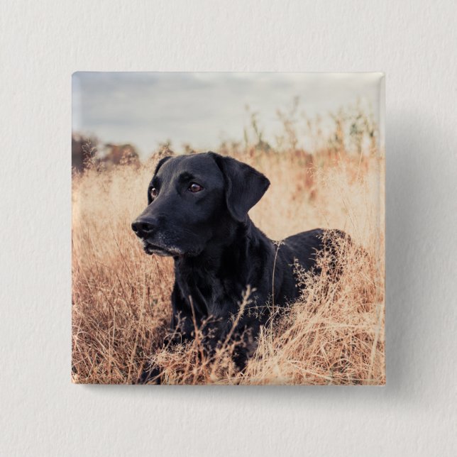 Black Labrador In Dry Grass Button (Front)