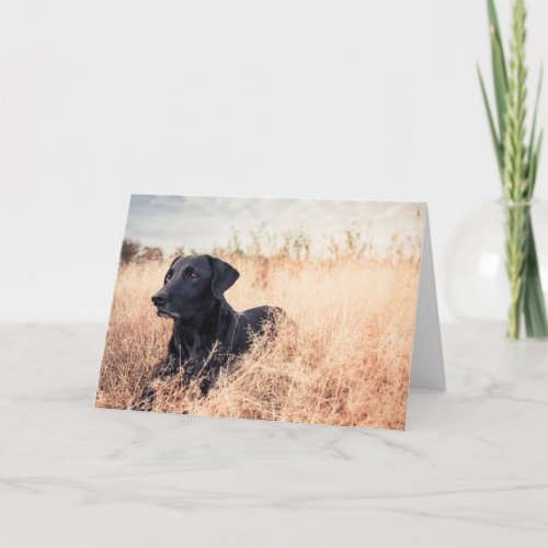 Black Labrador In Dry Grass Card