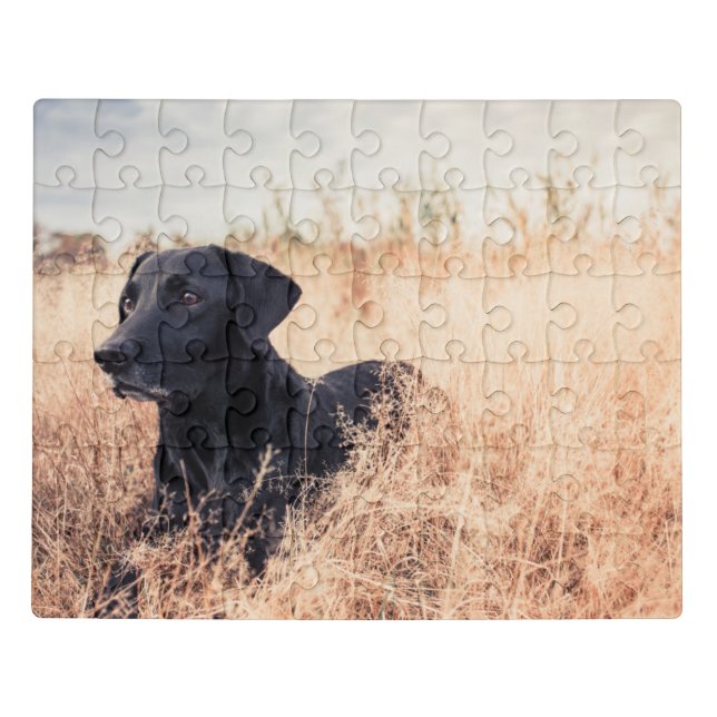 Black Labrador In Dry Grass Jigsaw Puzzle (Puzzle Horizontal)