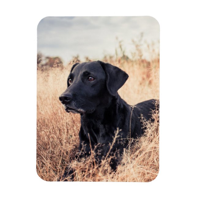 Black Labrador In Dry Grass Magnet (Vertical)