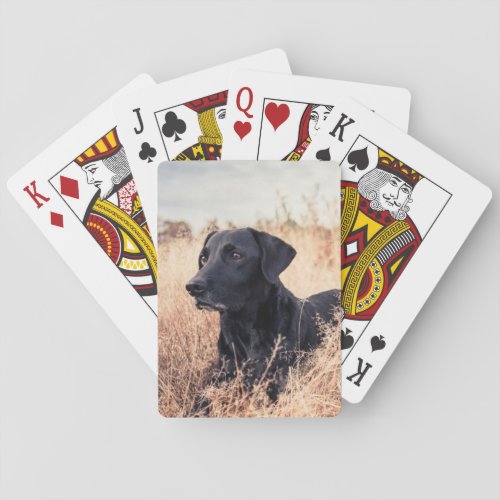 Black Labrador In Dry Grass Poker Cards