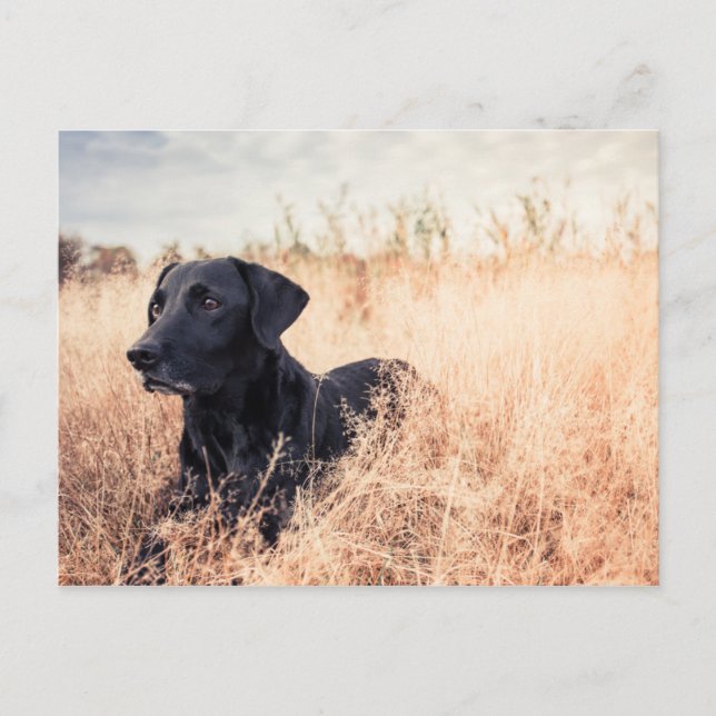 Black Labrador In Dry Grass Postcard (Front)