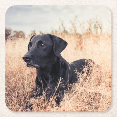 Black Labrador In Dry Grass Square Paper Coaster