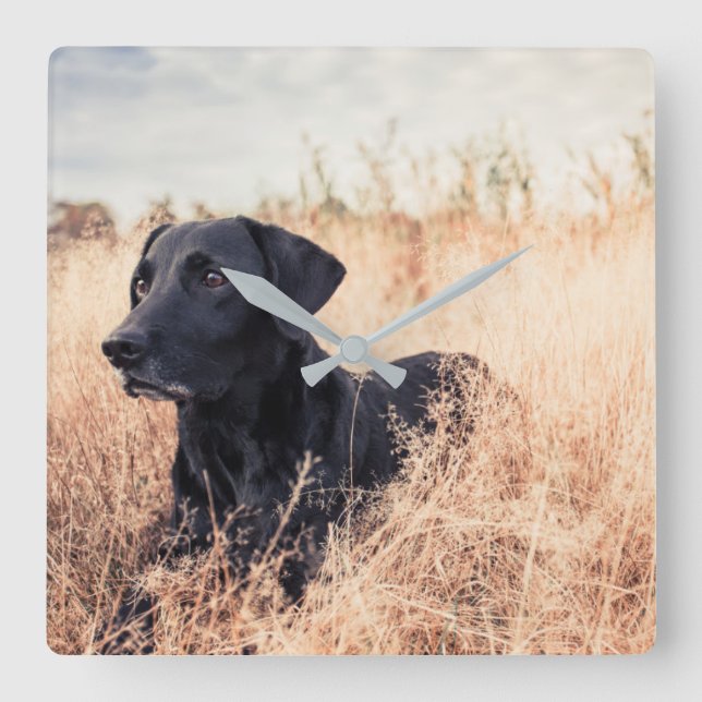 Black Labrador In Dry Grass Square Wall Clock (Front)