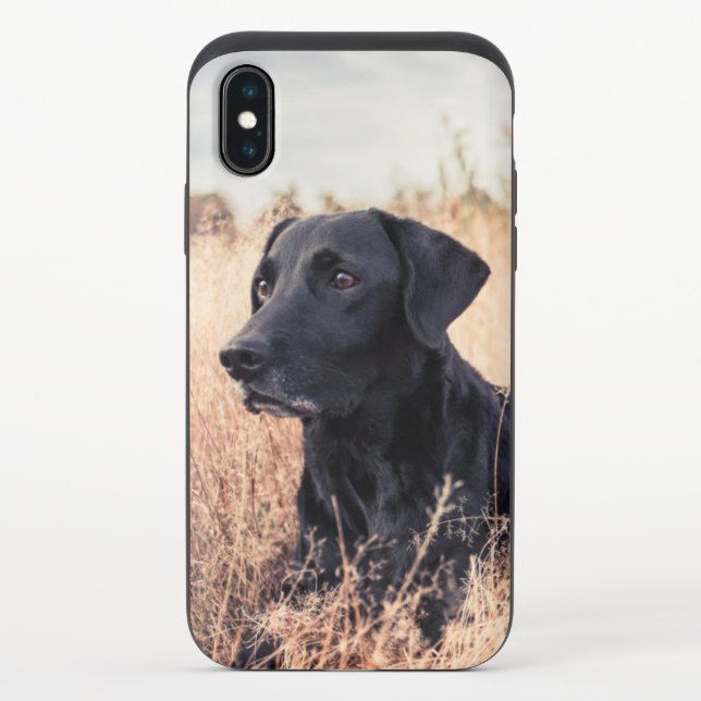Black Labrador In Dry Grass Uncommon iPhone Case (Back)