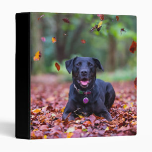 Black Labrador In Fall Leaves 3 Ring Binder