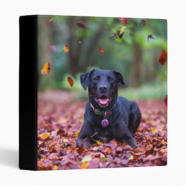 Black Labrador In Fall Leaves 3 Ring Binder (Front/Spine)