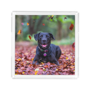 Black Labrador In Fall Leaves Acrylic Tray