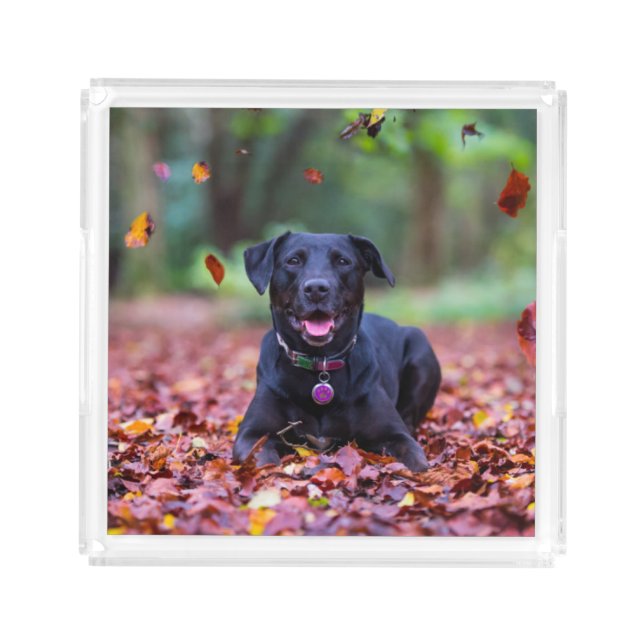 Black Labrador In Fall Leaves Acrylic Tray (Front)