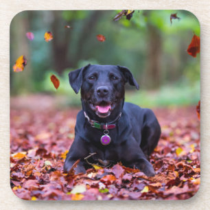 Black Labrador In Fall Leaves Beverage Coaster