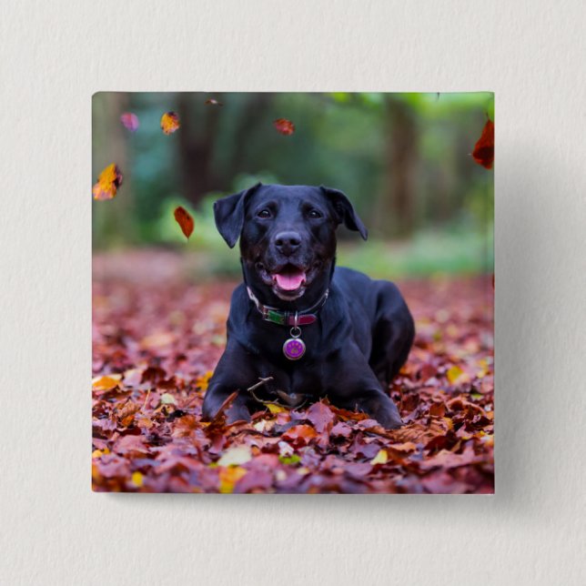 Black Labrador In Fall Leaves Button (Front)