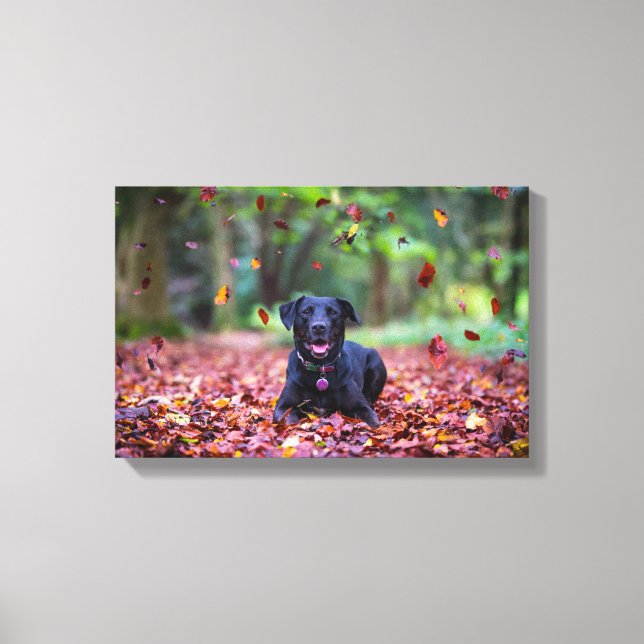 Black Labrador In Fall Leaves Canvas Print (Front)