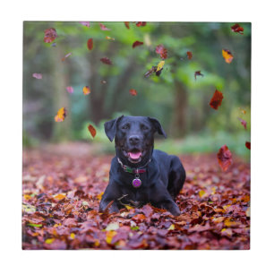 Black Labrador In Fall Leaves Ceramic Tile