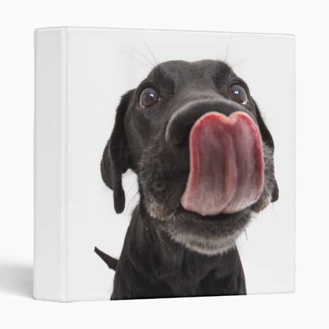 Black Labrador Licking Its Nose 3 Ring Binder (Front/Spine)