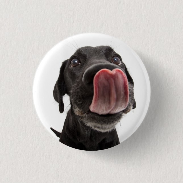 Black Labrador Licking Its Nose Button (Front)