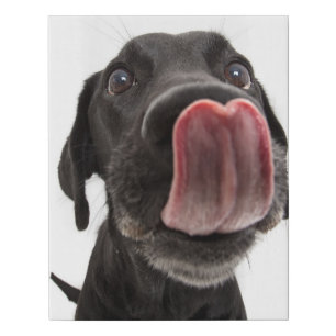 Black Labrador Licking Its Nose Faux Canvas Print