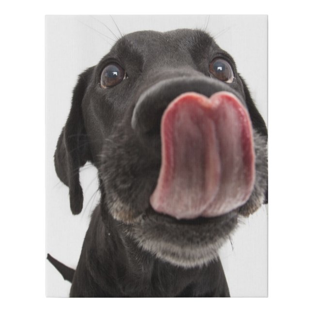 Black Labrador Licking Its Nose Faux Canvas Print (Front)