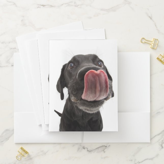 Black Labrador Licking Its Nose Pocket Folder (In Situ)