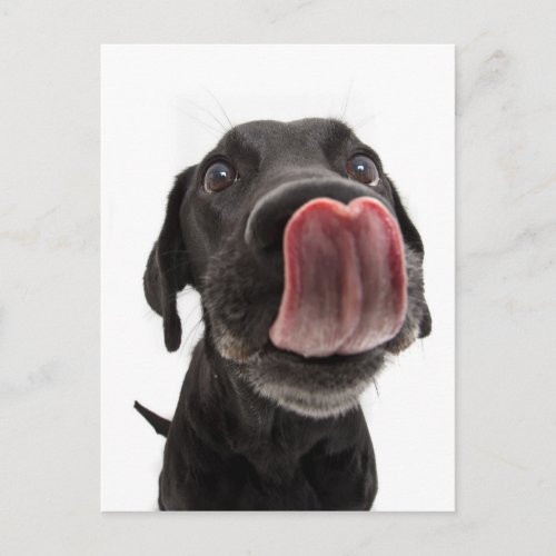 Black Labrador Licking Its Nose Postcard