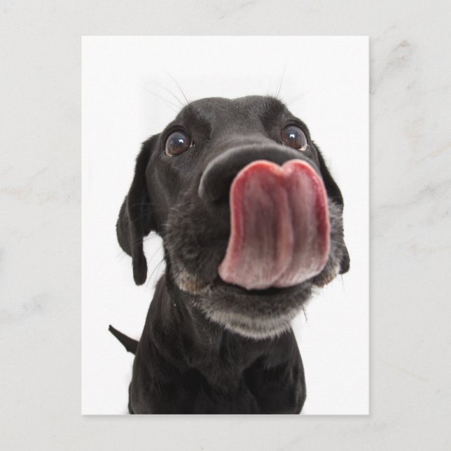 Black Labrador Licking Its Nose Postcard (Front)