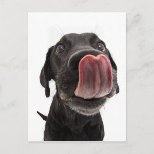Black Labrador Licking Its Nose Postcard