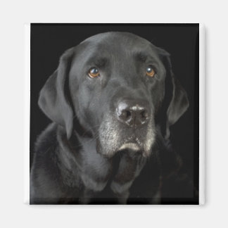 Black Labrador Magnet