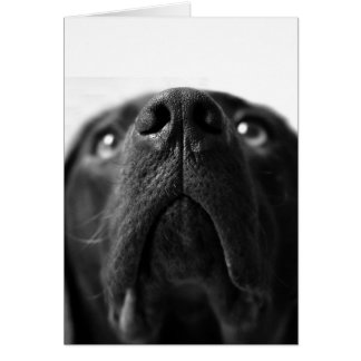 Black Labrador nose up close Cards