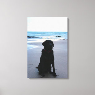 Black Labrador on a beach Canvas Print
