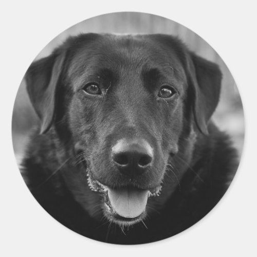 Black Labrador Photo Pet Dog Classic Round Sticker
