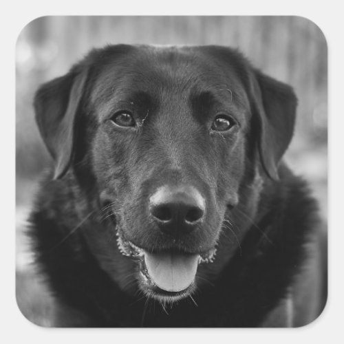 Black Labrador Photo Pet Dog  Square Sticker