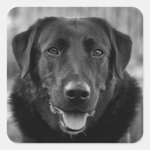 Black Labrador Photo Pet Dog Square Sticker