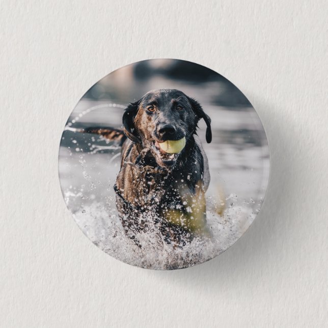 Black Labrador Plays Fetch In Water Button (Front)