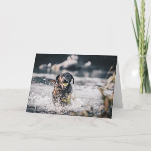 Black Labrador Plays Fetch In Water Card