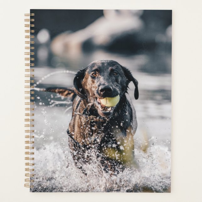 Black Labrador Plays Fetch In Water Planner (Front)