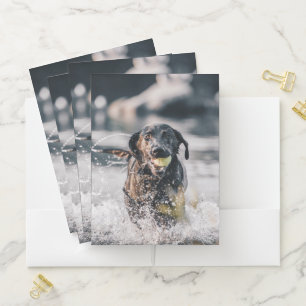 Black Labrador Plays Fetch In Water Pocket Folder