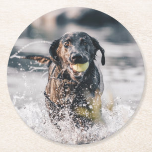 Black Labrador Plays Fetch In Water Round Paper Coaster