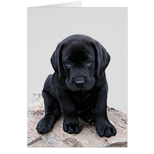 Black Labrador Pup
