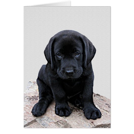 Black Labrador Pup Cards (Front)