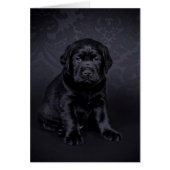 Black Labrador puppy (Front)