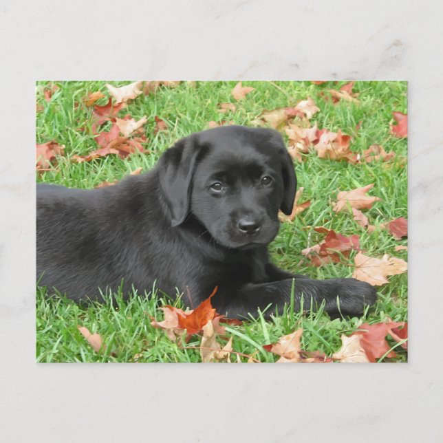 Black Labrador Puppy Autumn - Cute Dog Black Lab Postcard (Front)